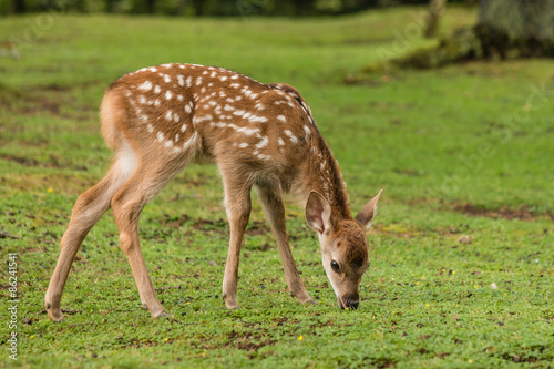 close up of grazing sika deer fawn