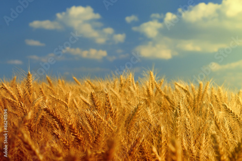 wheat field and blue sky