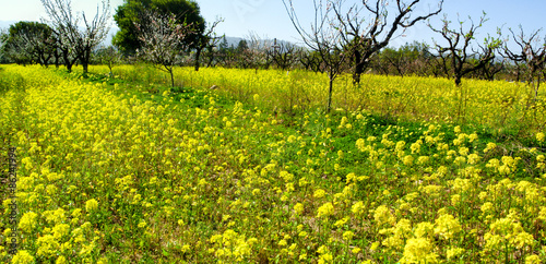 California Mustard Field