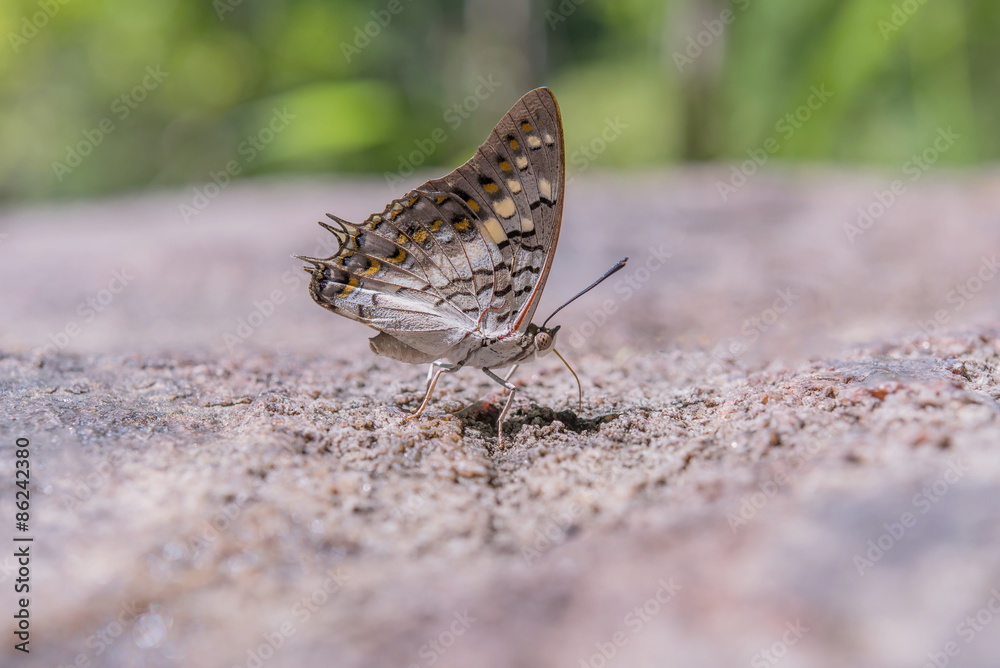 Butterfly Butterfly