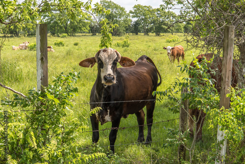 cows in a lush green pasture