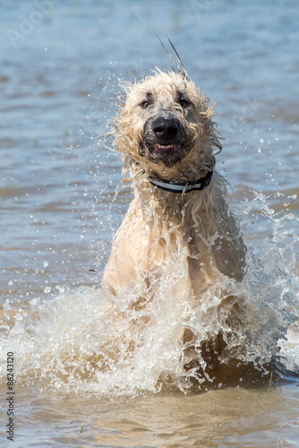 irish wolfhound dog playing in a flooded dogpark in Houston Texas