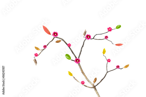 Flowering branch isolated on white background