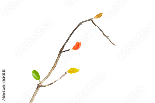 beautiful real leaves, autumn design element,isolated on white b