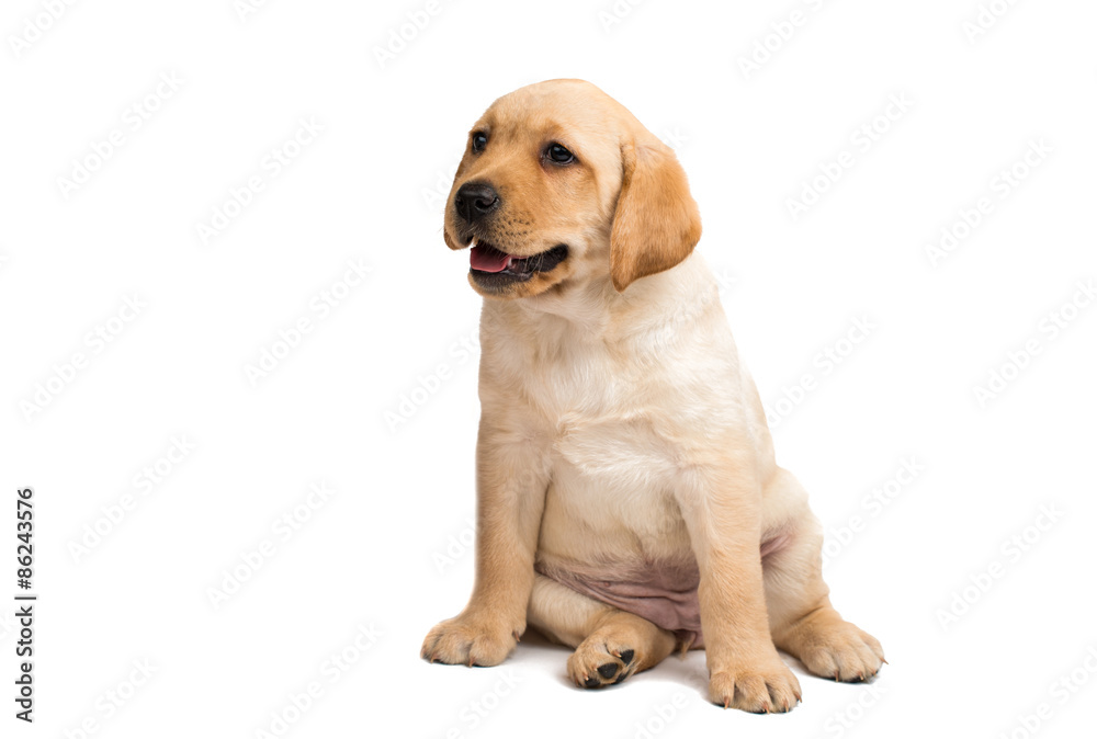 labrador puppy labrador puppy