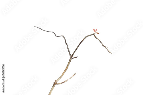 Single red leaf on dry branch isolated on white background.