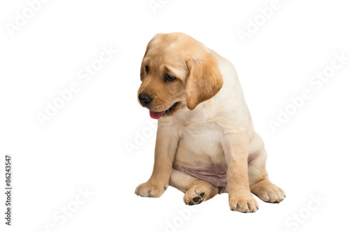 labrador puppy