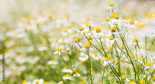Beautiful white daisy field in summer season