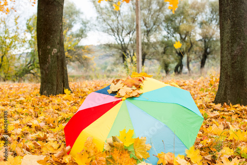 umbrella on the autumn leaves