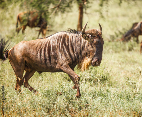 Fototapeta Naklejka Na Ścianę i Meble -  wildebeest
