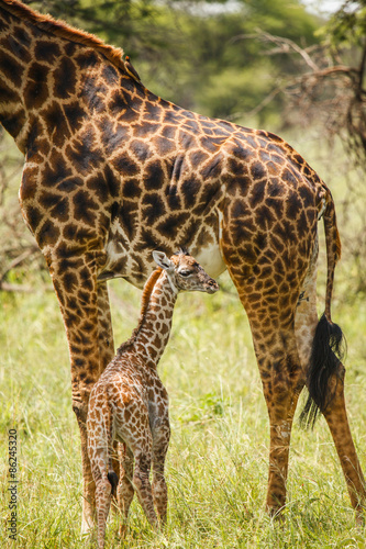 baby giraffe