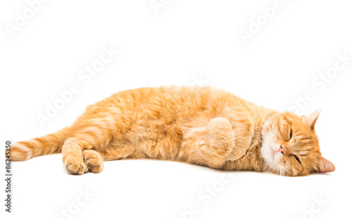 Fototapeta Naklejka Na Ścianę i Meble -  Beautiful red cat