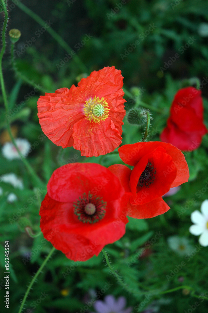 Red poppies in summer field siberia russia