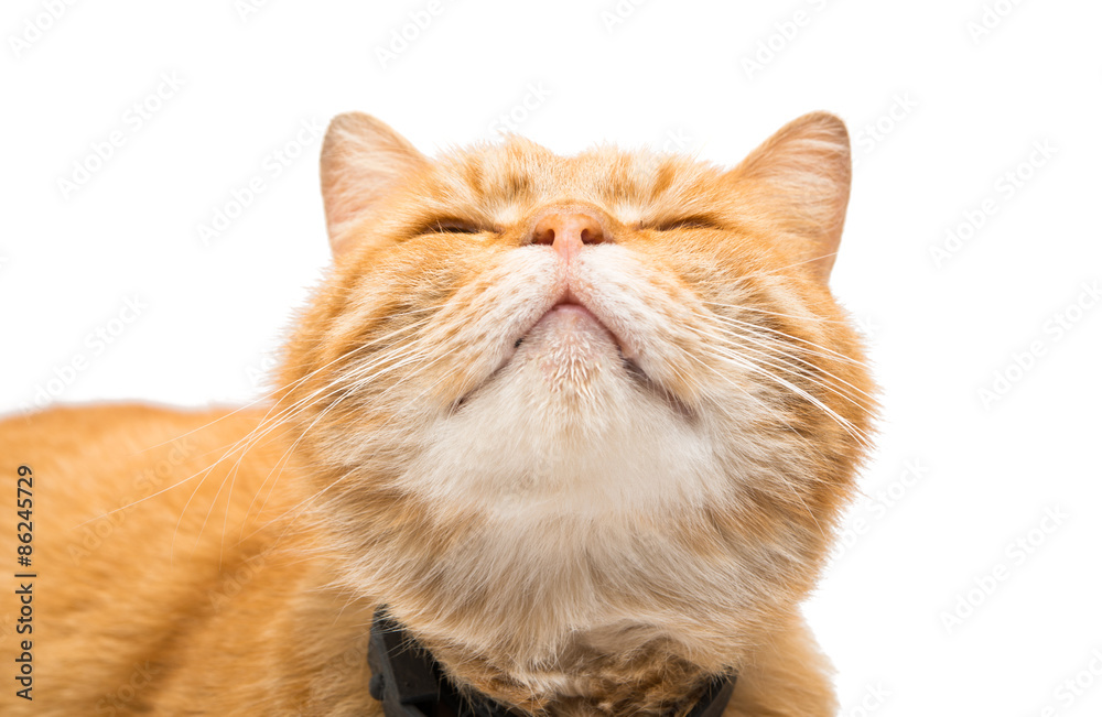 Fototapeta premium Beautiful red cat