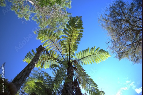 Fototapeta Naklejka Na Ścianę i Meble -  Farn in Neuseeland, Aotearoa