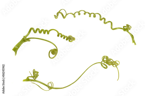 Fotografie Tendril from courgette