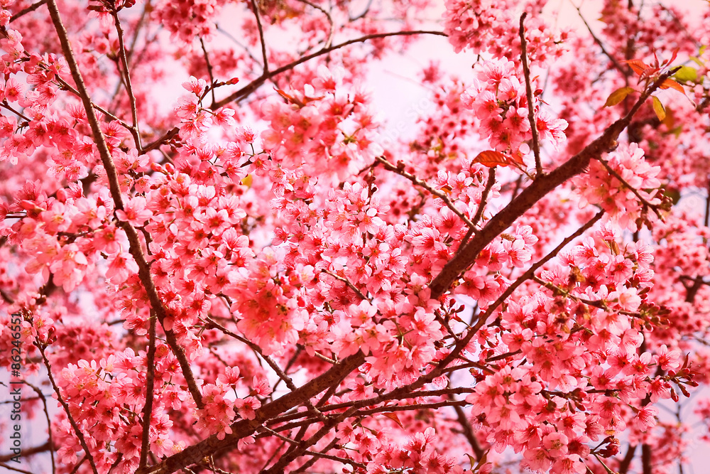 Wild Himalayan Cherry blurry background. Wild Himalayan Cherry blurry background.