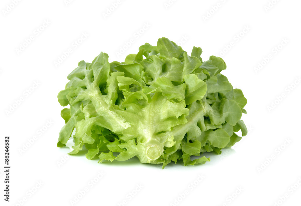 fresh green oak on white background fresh green oak on white background