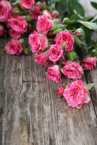 Beautiful pink roses © Elena Blokhina