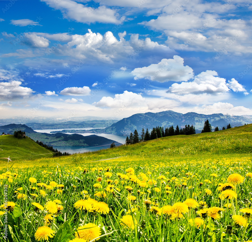 Auszeit: Pusteblumenwiese vor Schweizer See :)