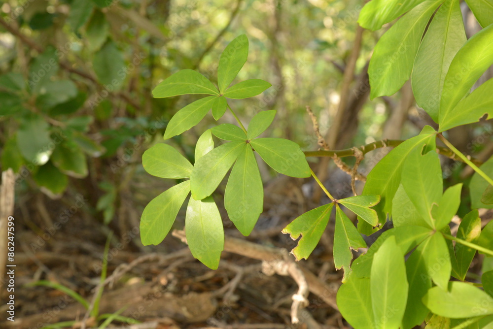 Naklejka premium Fünf-Finger-Strauch (Fivefinger)