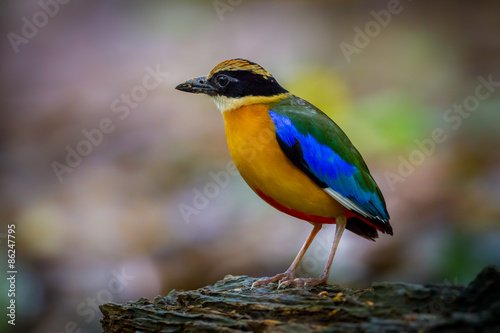 Left side portrait of Blue-winged pitta (Pitta moluccensis)