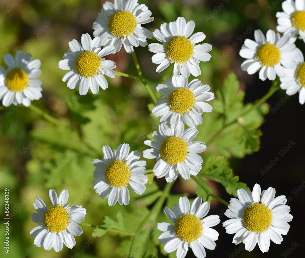 Obraz premium Blossoms of tanacetum parthenium (Mutterkraut)