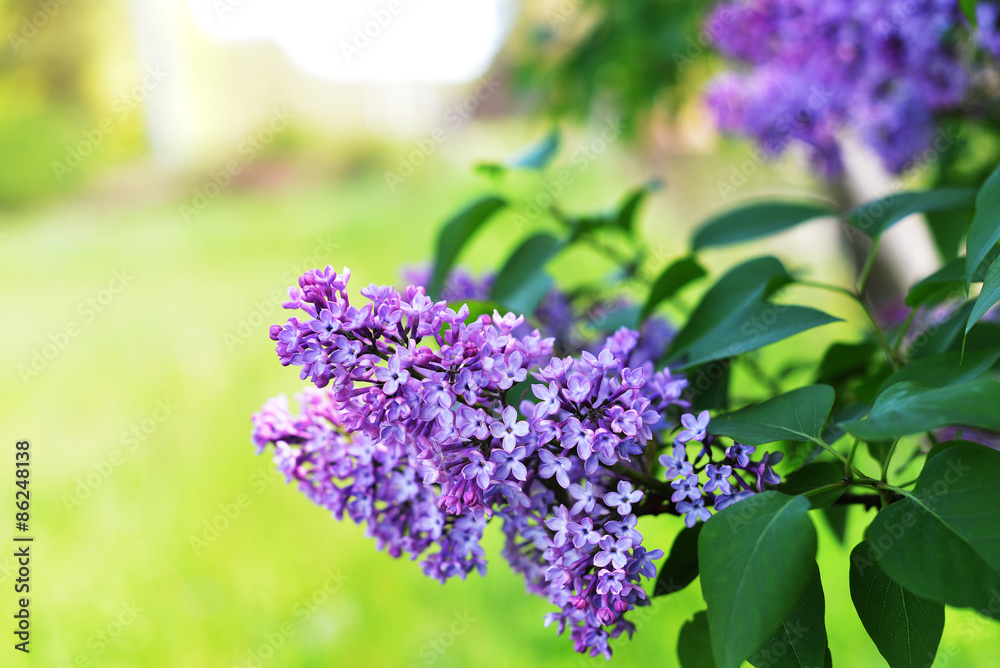 Obraz premium purple lilac
