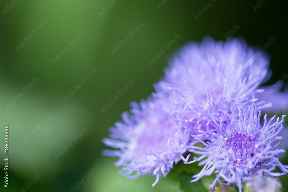 beautiful ageratum closeup on a green meadow beautiful ageratum closeup on a green meadow