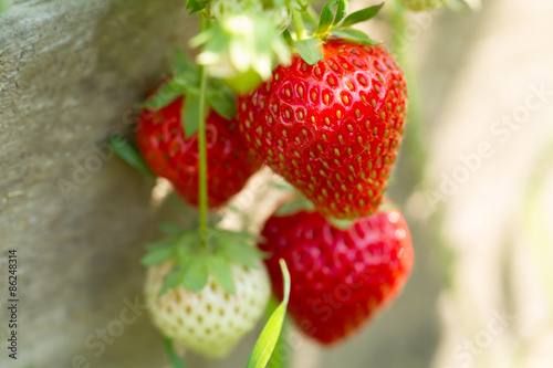 ripe fresh strawberries on wooden background, close up