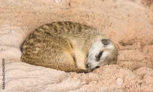 Cute meerkat (Suricata suricatta) sleeping