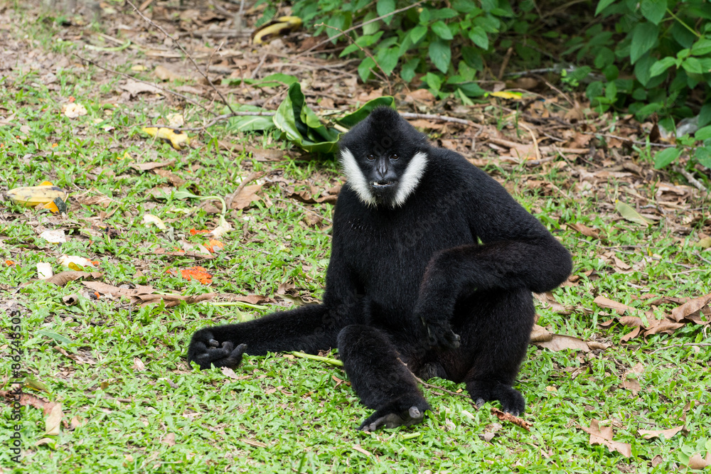 Male White-cheeked gibbon or Northern white-cheeked gibbon (Noma Male White-cheeked gibbon or Northern white-cheeked gibbon (Noma