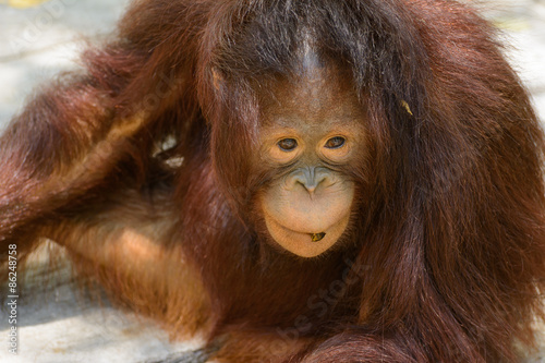 Young orangutan close-up