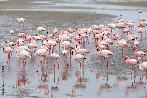 Rosy Flamingo colony in Walvis Bay Namibia
