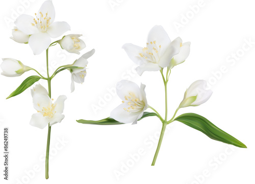 illustration with two isolated jasmine branches