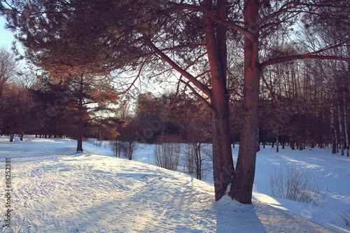 Winter forest landscape on a sunny day photo