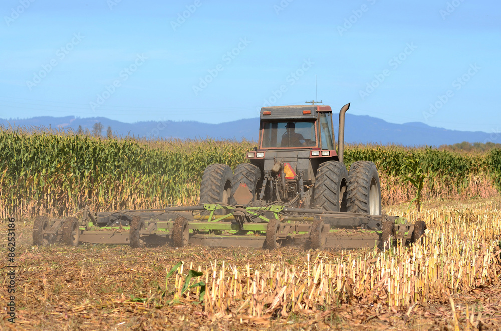 Fototapeta premium Corn Harvest