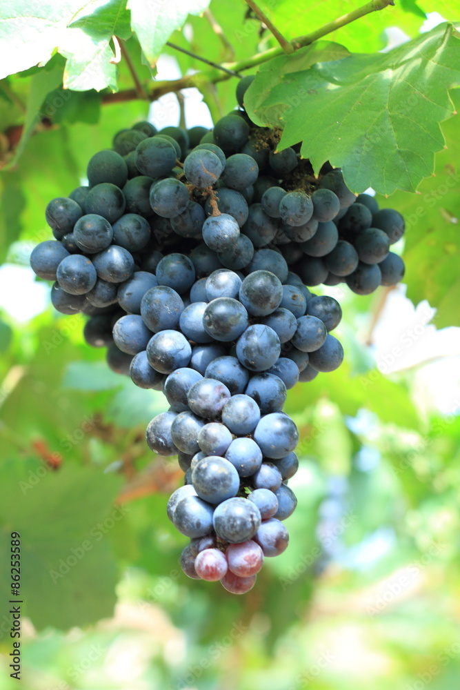 Green grapes on vine sunset time