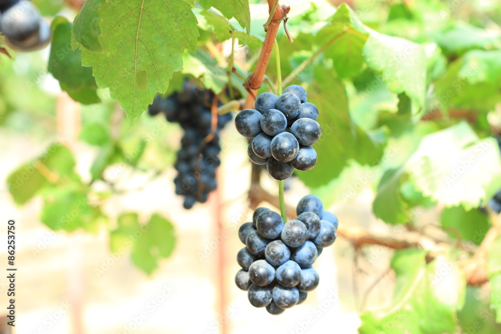  grapes on vine sunset time