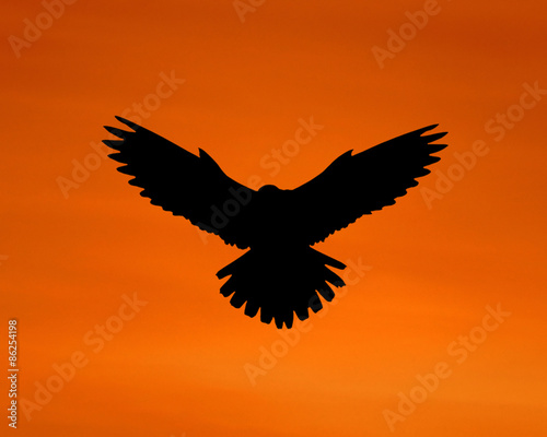 The silhouette of an eagle in the sky.