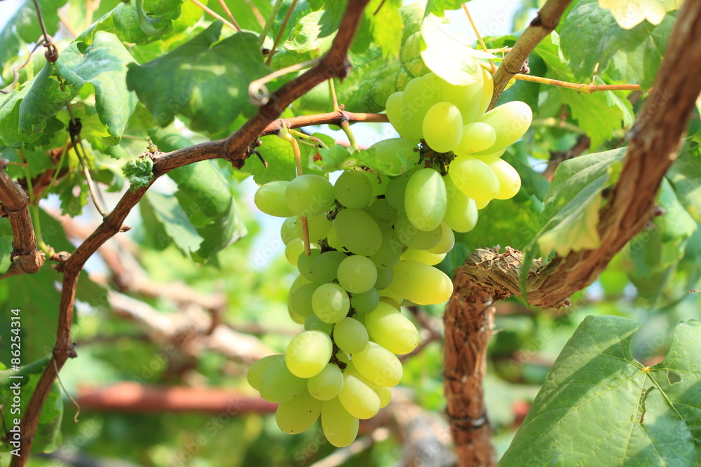 bunch of ripe and juicy green grapes close-up