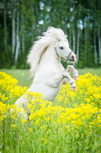 Beautiful white shetland pony rearing up on the field with yellow flowers