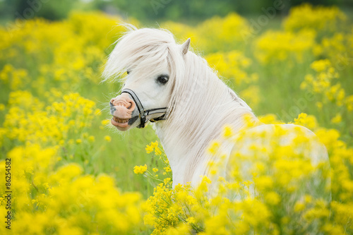 Portrait of smiling shetland pony on the field with yellow flowers
