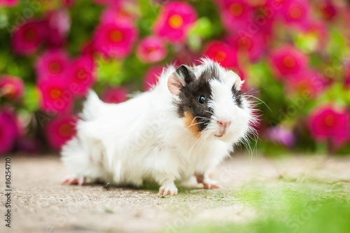 Guinea pig sitting on a background of flowers