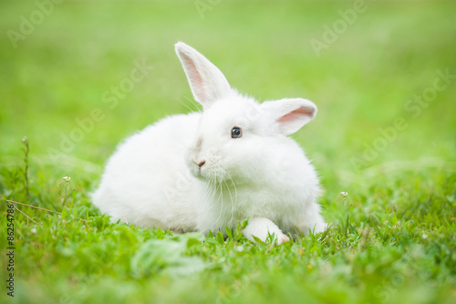Little dwarf rabbit sitting on the lawn