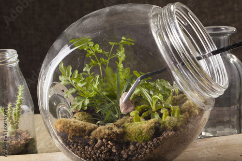Quadro em tela Terrarium, a hand with a tweezer making of bottle terrarium plant green house