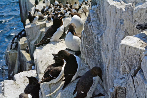 Razorbills and guillemots, Farne Islands Nature Reserve, England photo