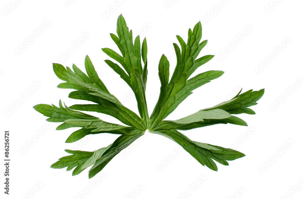 Cranesbill leaf Cranesbill leaf