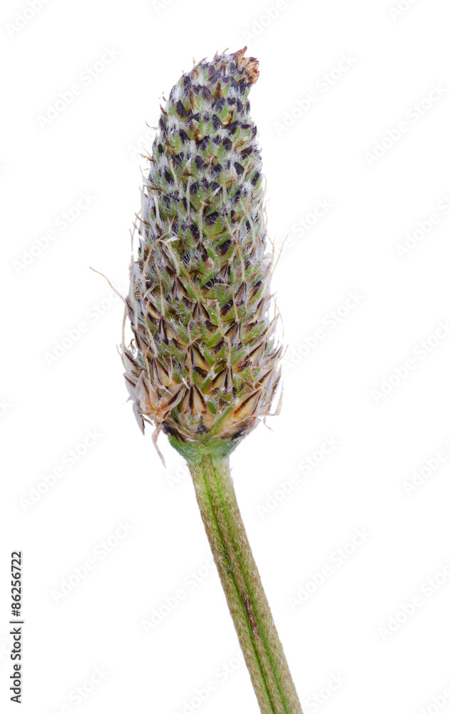 Fototapeta premium Ribwort bloom