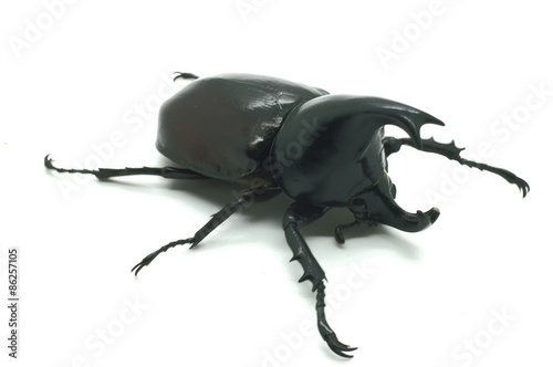 Rhino big horn beetle bug photo